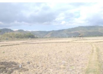 So Kara  Gagal Tanam MK-2