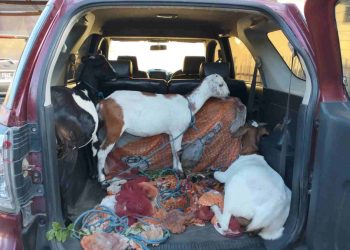 Nekat Mencuri Kambing, 3 Pelaku Diproses Hukum