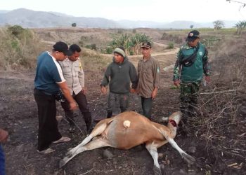 Warga Desa Lanci Jaya Merusak Tanaman Tembakau dan Pondok Milik Warga Nusa Jaya