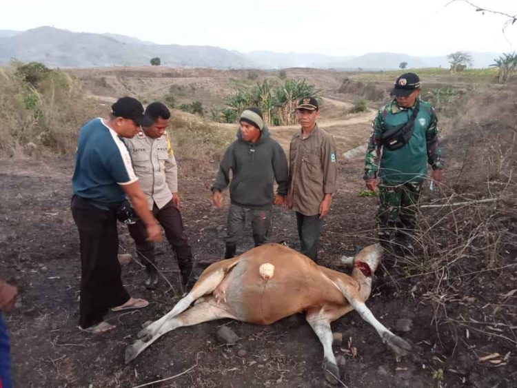 Warga Desa Lanci Jaya Merusak Tanaman Tembakau dan Pondok Milik Warga Nusa Jaya