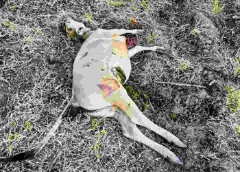 5 Ekor Sapi Warga Desa Adu Diduga Mati Karena Keracunan