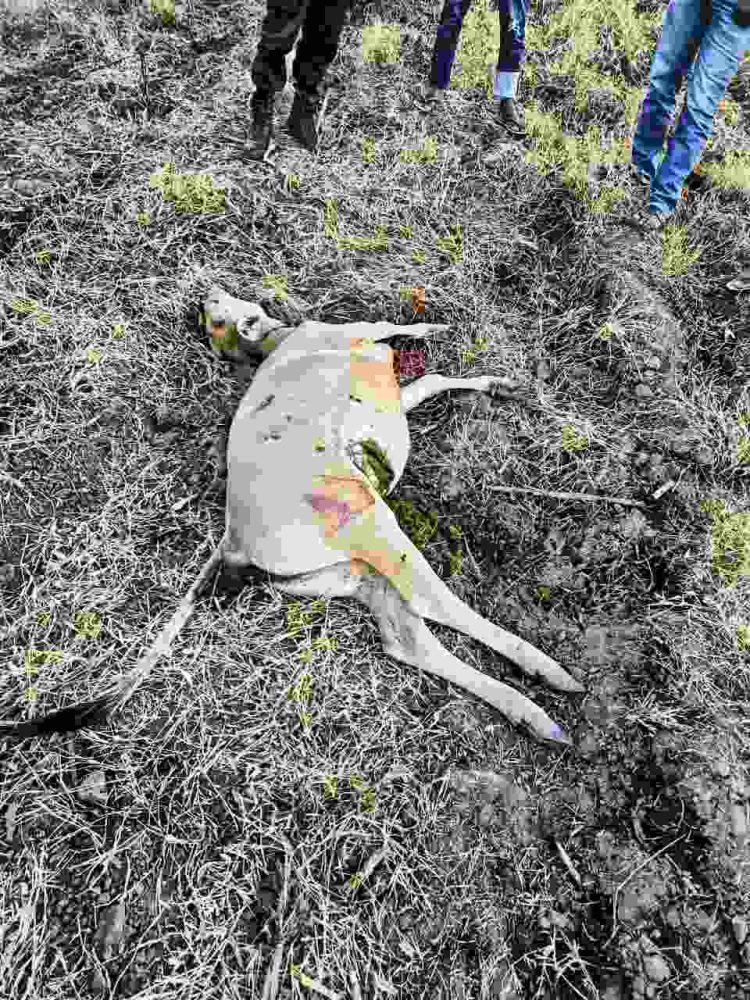 5 Ekor Sapi Warga Desa Adu Diduga Mati Karena Keracunan