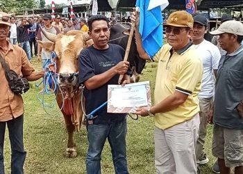 Disnak Dompu Gelar Kontes Sapi Berhadia Sapi