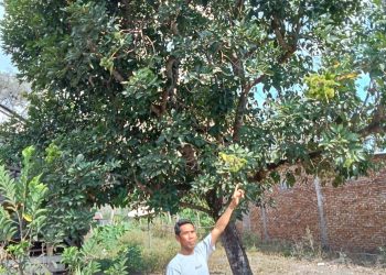 Lantoda Pekat Surganya Buah Duren, Rambutan dan Manggis