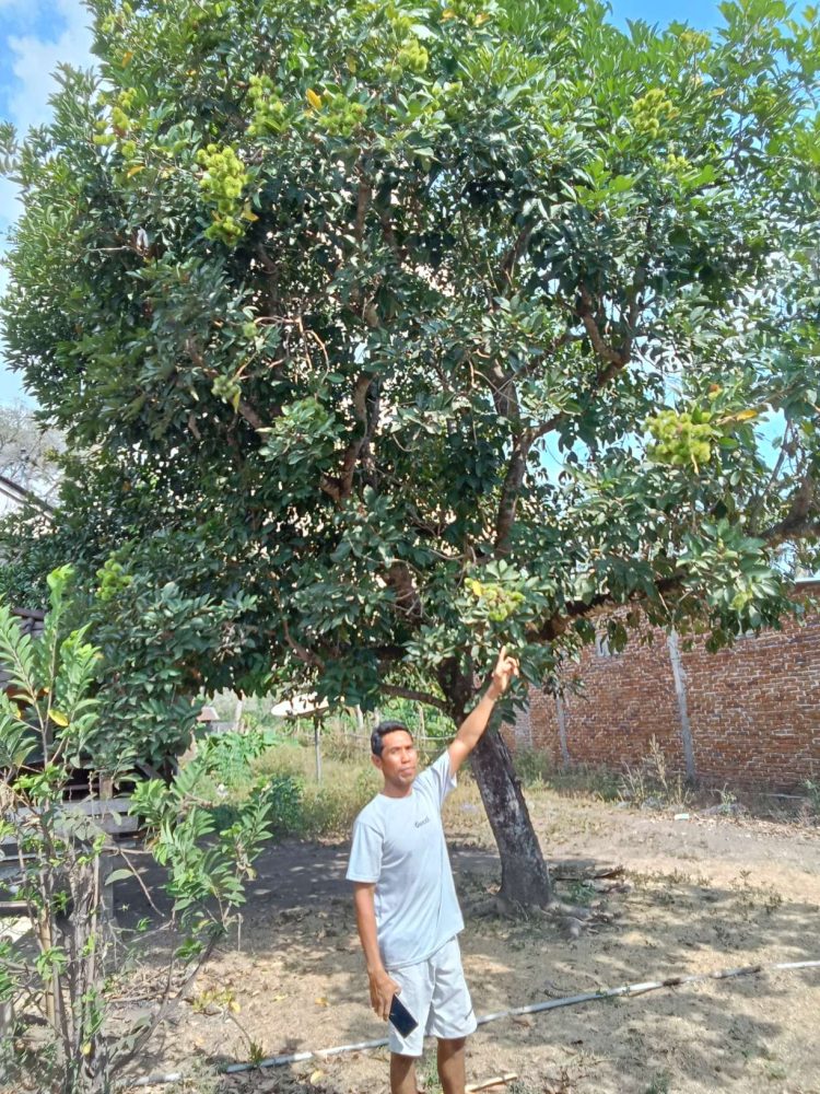 Lantoda Pekat Surganya Buah Duren, Rambutan dan Manggis
