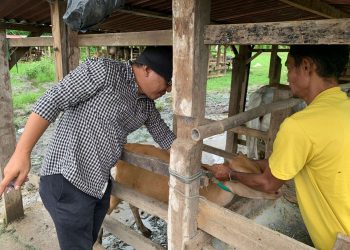 Cegah PMK, Disnakwan Vaksin 885 Ekor Ternak