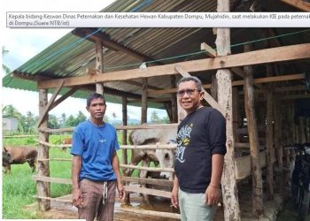 Disnakeswan Serius Perangi PMK, 6000 Dosis Vaksin Kembali Dikerahkan