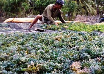 Dislutkan Dompu; Bibit Rumput Masih Bergantung Dari Daerah Lain