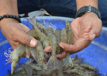 Kabid Perikanan  Budidaya  Dislutkan Dompu:  Ketahui  Penyakit  Udang  Vaname   Yang  Sering  Merugikan Petambak