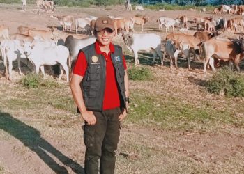 12 Ribu Ekor Jatah Dompu Kirim Ternak Keluar Daerah