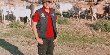 12 Ribu Ekor Jatah Dompu Kirim Ternak Keluar Daerah