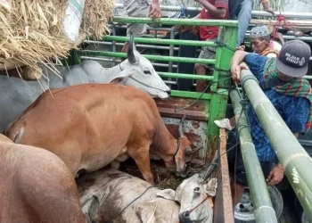 Kadisnakeswan Dompu Sebut 3 Perusahaan Baru, Telah Kantongi Izin Distribusi Sapi Potong Ke Jabodetabek