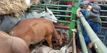 Kadisnakeswan Dompu Sebut 3 Perusahaan Baru, Telah Kantongi Izin Distribusi Sapi Potong Ke Jabodetabek