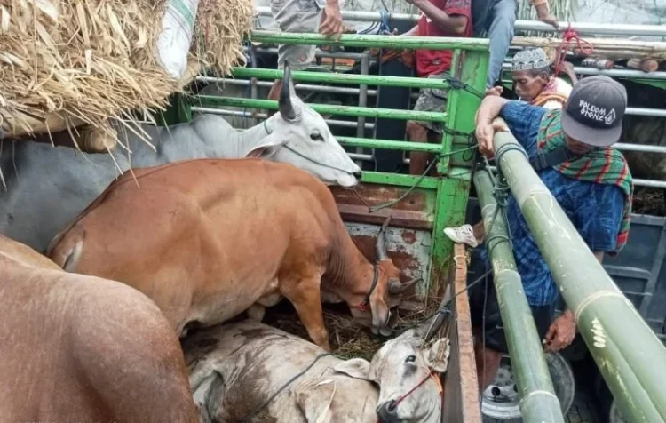 Kadisnakeswan Dompu Sebut 3 Perusahaan Baru, Telah Kantongi Izin Distribusi Sapi Potong Ke Jabodetabek