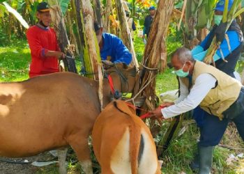 Vaksin PMK Tahap 1 dan 2 Berjalan Sukses