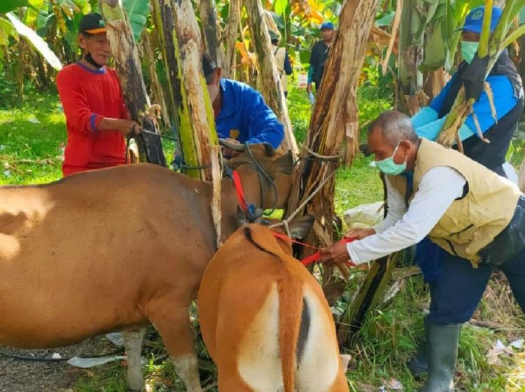 Vaksin PMK Tahap 1 dan 2 Berjalan Sukses