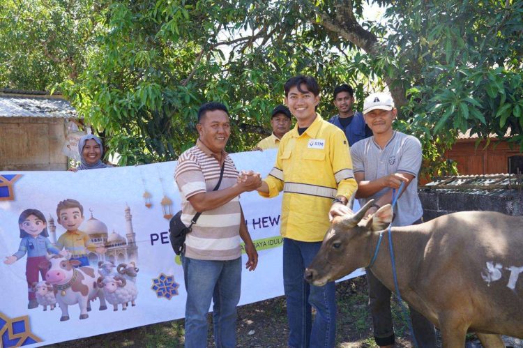 Perkuat Hubungan Sosial, STM Distribusikan 11 Ekor Sapi untuk Masyarakat Dompu